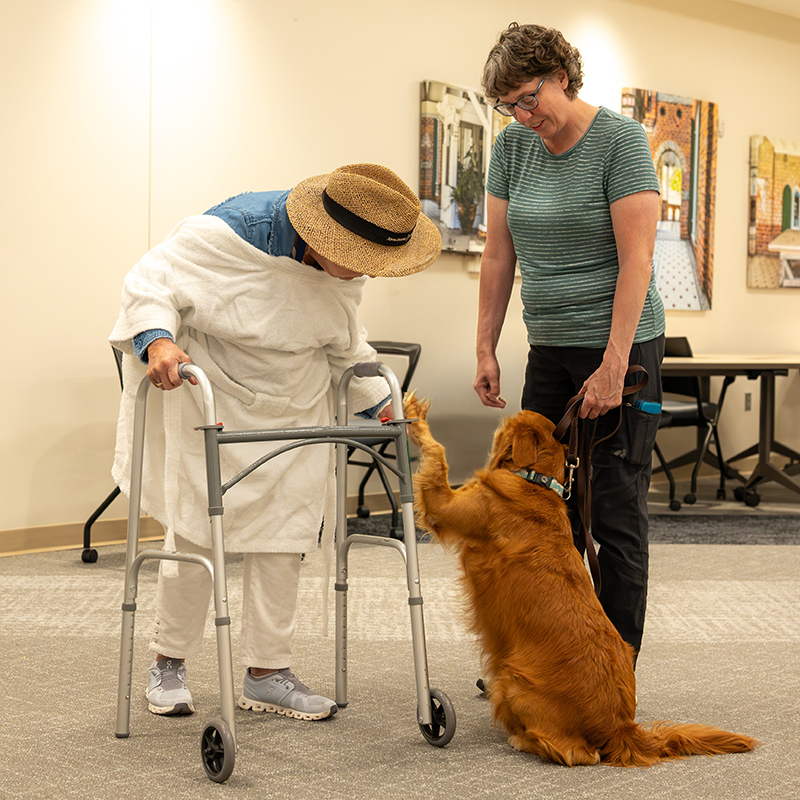therapy dog training session