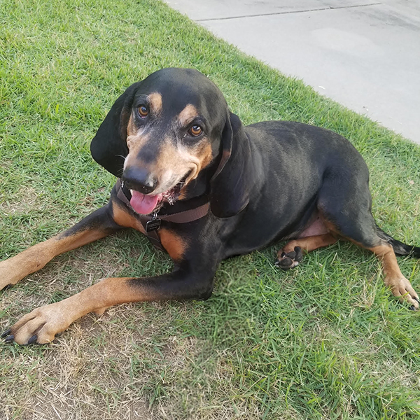 Clooney, the Black and Tan Coonhound